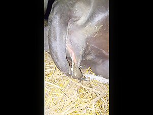 Découvrez les plaisirs interdits d'une voisine et de sa vache dans une vidéo bestialité.